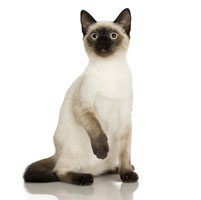 cat_siamese