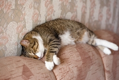 cat_sleeping_couch