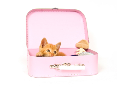 cat_suitcase