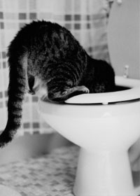 cat_toilet