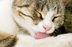 Why Cats Have Rough Tongues cat_tongue