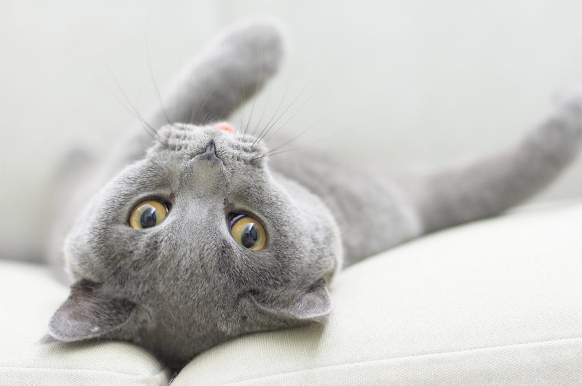 Abnormal Cat Behavior cat_upsidedown