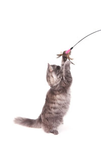 https://www.cathealth.com/images/stories/CatHealth/Behavior/cat_wand_playing.jpg