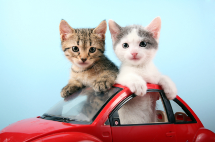 Traveling With Cats kittens_car