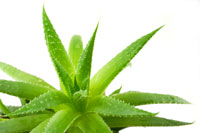 Aloe Aloe