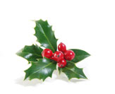 American Holly