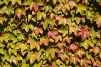 Boston Ivy