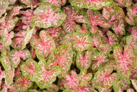 Caladium_Toxic_Plant