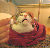 Giving Liquid Medication CatLiquidMeds