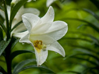 Lily Lily