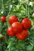 Tomato Plant