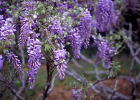 Wisteria