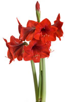 Amaryllis