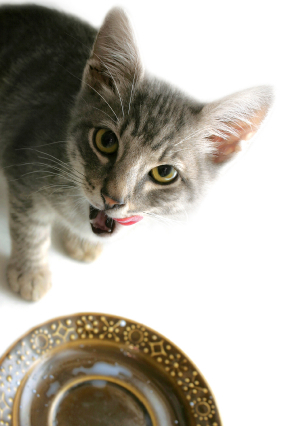 Vitamin A Toxic To Cats cat_dish