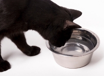 cat_drinking_water_bowl