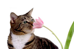 Toxic Plants for Cats cat_flower