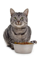 What is better, wet or dry food for cats? cat_food