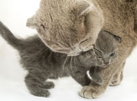 cat_scruffing