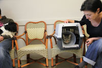 How To Take Your Cat To The Vet cat_vet_appointment