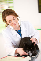 cat_veterinarian