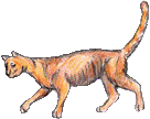 emaciated_cat_side_29pct