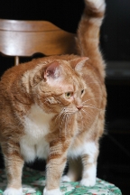 fat_orange_cat_on_chair