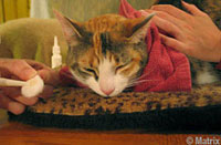 Clean the ears before administering medication. EarMedication1