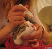 Cat Liquid Eye Medication EyeMedication1