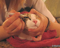 Cat Ointment Eye Medication EyeMedication2