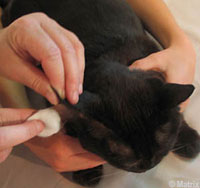 Hold The Ear Correctly Step1_Ears