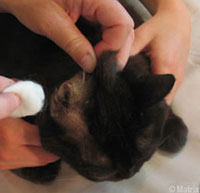 Ear Positioned Correctly for Cleaning Step2_Ears