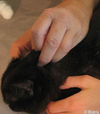 Ear Cleaning In Progress Step3_Ears