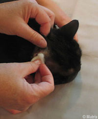 Ear Cleaning Step3a_Ears