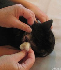 Clean Ears Step4_Ears