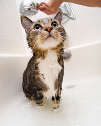 cat_bath