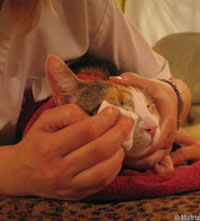 Cat Eye Cleaning cat_cleaning_eyes