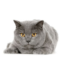 Cat Ear Medication cat_grey_lay