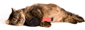 How To Comb Your Cat's Belly cat_sleeping_with_brush