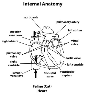 Feline_internal_anatomy_of_heart_flow_in