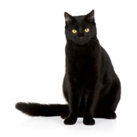 Vestibular Disease in Cats cat_black_sitting