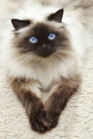 cat_blue_eyes