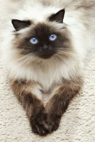 Cancer In Cats cat_blue_eyes