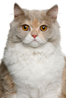 Cat Diarrhea cat_close_up