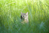 Cuterebra Infestations in Cats cat_grass