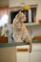 cat_kitchen_counter