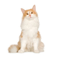 cat_longhair_sitting