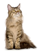 cat_main_coon_sitting