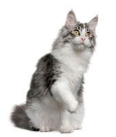 cat_maincoon