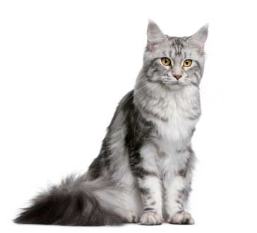 Hypertrophic Cardiomyopathy (HCM) in cats-Maine Coon cat_mainecoon_hcm