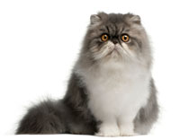 cat_persian